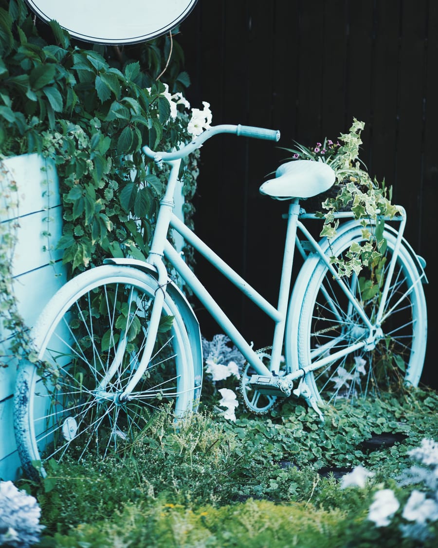 Un vélo bleu pâle fleuri de lierre, contre une palissade sombre.